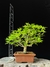 Acer Palmatum - comprar online
