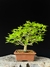 Acer Palmatum