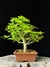 Acer Palmatum na internet