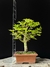 Acer Palmatum - comprar online