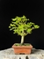 Acer Palmatum na internet