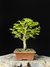 Acer Palmatum