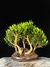 Cereja - Dr Bonsai