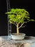 Acer Palmatum - comprar online