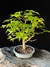 Acer Palmatum - Dr Bonsai