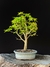 Acer Palmatum na internet
