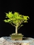 Acer Palmatum