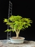 Acer Palmatum - comprar online