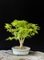 Acer Palmatum