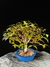 Pitanga - Dr Bonsai