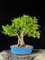 Pitanga - Dr Bonsai