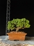 Procumbes - comprar online