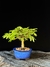Caliandra - Dr Bonsai