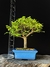 Ulmus - comprar online