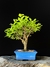 Ulmus