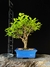 Ulmus - comprar online