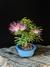 Caliandra - Dr Bonsai