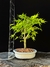 Acer Palmatum - comprar online