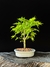 Acer Palmatum