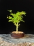 Acer Palmatum