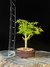 Acer Palmatum - comprar online