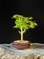 Acer Palmatum na internet