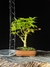 Acer Palmatum - comprar online