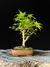 Acer Palmatum na internet