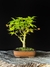 Acer Palmatum