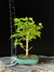 Acer Palmatum - comprar online