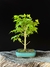 Acer Palmatum