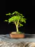 Acer Palmatum