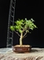Acer tridente - comprar online