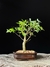 Acer tridente