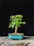 Acer tridente