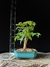 Acer tridente - comprar online