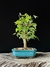Acer tridente na internet