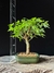 Acer tridente - comprar online