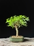 Acer tridente