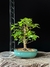 Acer tridente - comprar online