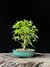Acer tridente na internet