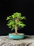 Acer tridente