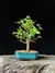 Acer tridente