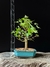 Acer tridente - comprar online