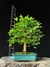 Acer tridente - comprar online