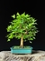 Acer tridente
