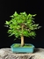 Acer tridente - Dr Bonsai