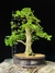 Acer tridente - comprar online