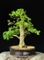 Acer tridente