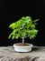 Acer Palmatum na internet
